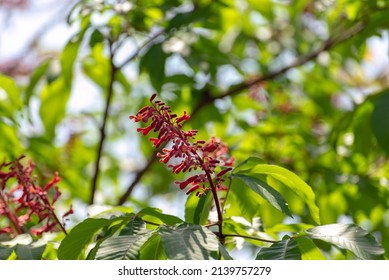 Red Buckeye Tree Flowers In The Spring