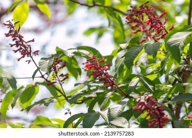 Red Buckeye Tree Flowers In The Spring