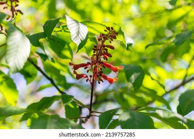 Red Buckeye Tree Flowers In The Spring