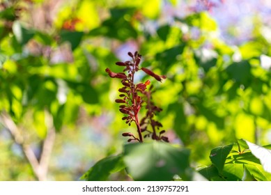 Red Buckeye Tree Flowers In The Spring