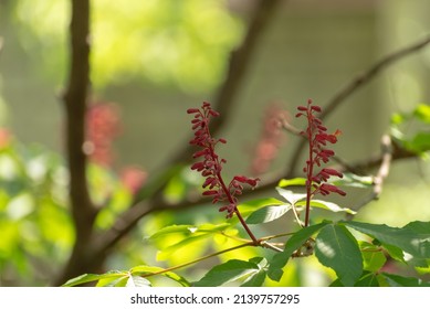 Red Buckeye Tree Flowers In The Spring