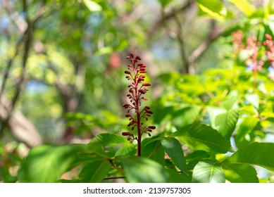 Red Buckeye Tree Flowers In The Spring