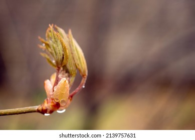 Red Buckeye Tree Flowers In The Spring