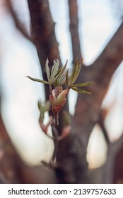 Red Buckeye Tree Flowers In The Spring