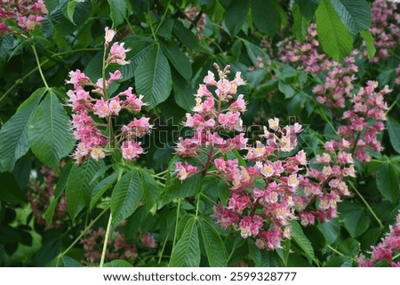 red buckeye tree in full bloom in spring, pink, red, flower blossoms