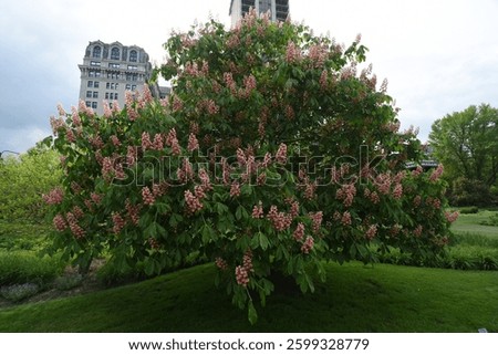 red buckeye tree in full bloom in spring, pink, red, flower blossoms
