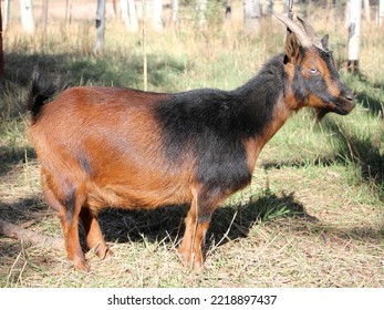 Red Buckskin Goat Posing In Meadow