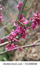 Red Bud