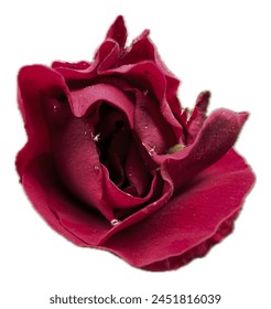 Red bud rose isolated on white background. Rosa 'Mister Lincoln' or 'Mr. Lincoln' is a dark red Hybrid tea rose cultivar. Close-up natural deep red rose bud isolated on white background. Stock-foto