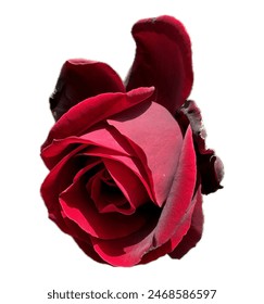 Red bud rose isolated on white background. Rosa 'Mister Lincoln' or 'Mr. Lincoln' is a dark red Hybrid tea rose cultivar. Close-up natural deep red rose bud isolated on white background. Arkivfotografi
