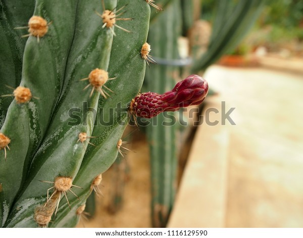 Red budding flower of\
bluish-green color cactus plant, Peruvian Torch (Echinopsis\
Peruviana), close up