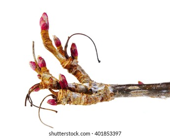 Red Buds From A Blackcurrant Bush Isolated On White