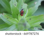 Red Bug