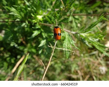 red bug