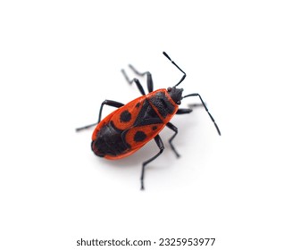 Red bug beetle isolated on a white background.