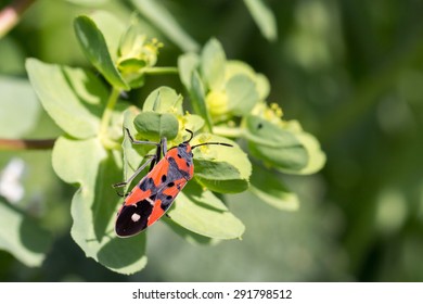 Red bug close up