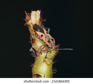 16,422 Indian Insects Images, Stock Photos & Vectors | Shutterstock