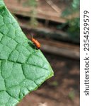 red bug at the leaf 