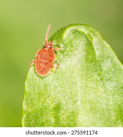 Red bug on a green leaf. close-up