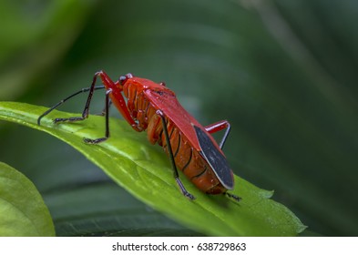 Red bug on green leaf.