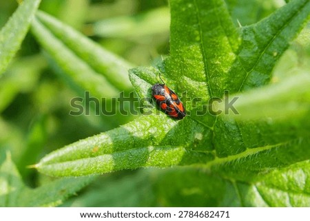 red bug perched on a thistle