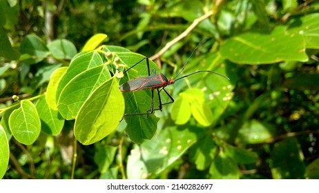 Red Bug Rainforest Insects In The Yellow Green Leaves