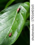 Red bugs on leaf ,this photo take in the wild