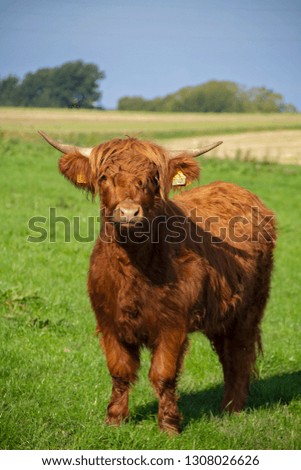 Similar – Young cattle Cattle Calf