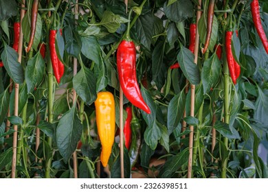 Red Bulls Horn pepper in garden. 'Red Bull's Horn' Palladio F1 variety fancy sweet peppers fruits on bush, close up. Chili Peppers Plant outdoor. A Sweet Italian heirloom.  - Shutterstock ID 2326398511