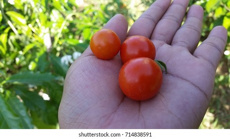  Red Bunch of Cherry Tomato