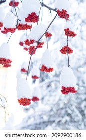 Red bunches of rowan berries are covered with a snow cap in the winter park.