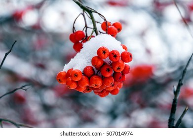 Red Bunches Of Rowan Berries In The Snow