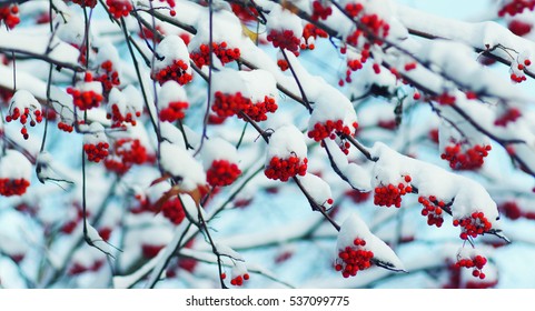 Red bunches of rowan covered with the snow - Powered by Shutterstock