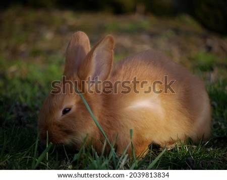 Similar – Rabbit eating flowers II