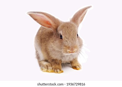 Red bunny rabbit sitting on white background,isolated