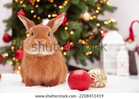 Red bunny sitting near Christmas tree looking at camera.Happy New 2023 Year of rabbit celebration.Chinese,east calendar symbol.Cute,funny,adorable pet,animal festive card.