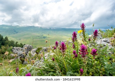 Red And Burgundy Flowers In A Mountain Meadow With Mountains In The Background And Blue Sky. Mountain Valley