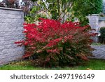 Red Burning bush Euonymus alatus Compactus tree in the garden