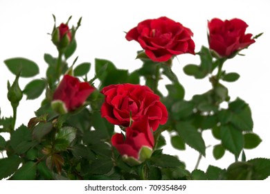 Red Bush Roses. Flowers In A Pot. Home And Street Flower. Rose For Home And Garden. Gift For March 8 Women And Girls. Fragrant. Gardening. Floristics. On A White Background. Isolated.