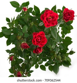 Red Bush Roses. Flowers In A Pot. Home And Street Flower. Rose For Home And Garden. Gift For March 8 Women And Girls. Fragrant. Gardening. Loris Tics. On A White Background. Isolated.