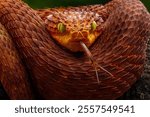 Red Bush Viper (Atheris squamigera) is a venomous viper. The species is endemic to west and central Africa.