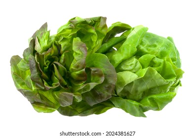 Red Butter And Green Boston Lettuce