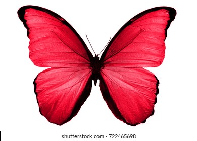 Red Butterfly Images Stock Photos Vectors Shutterstock