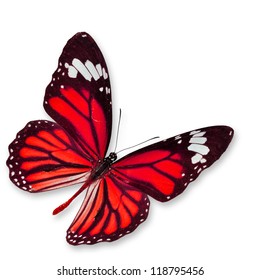 Red Butterfly , Isolated On White Background