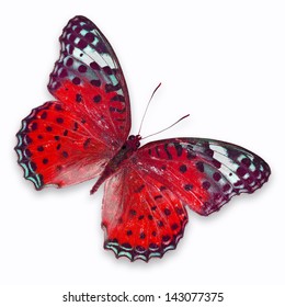 Red Butterfly Isolated On White Background