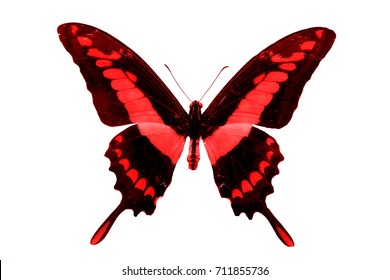 Red Butterfly Isolated On White