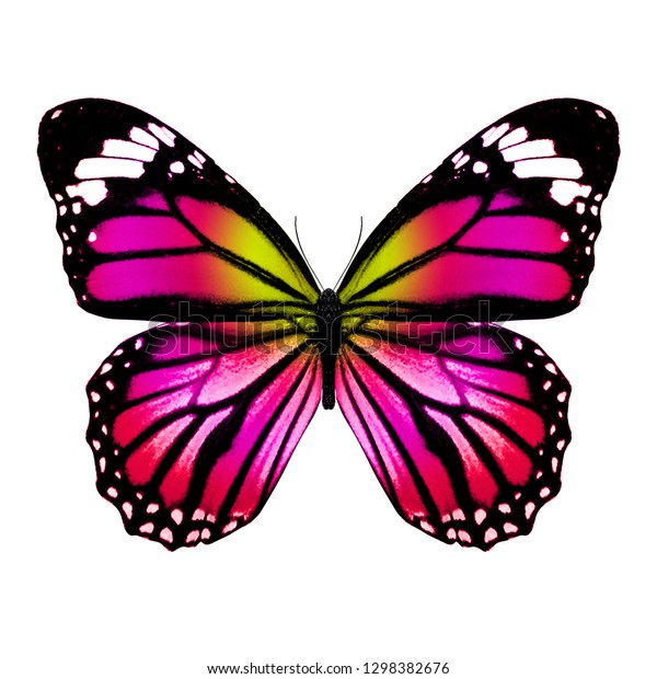 Red Butterfly Isolated On White Background Stock Photo 1298382676 ...