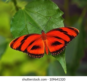 Red Butterfly On The Leaf