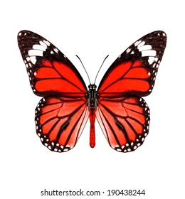 Red Butterfly Upper Wing Profile Isolated Stock Photo 190438244 ...