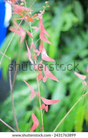 Red butterfly wing plant (Christia vespertilionis) with blurred background

